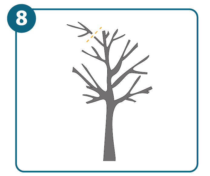 A tree whose branches have been cut into an oval shape, with one area at the top needing pruning.